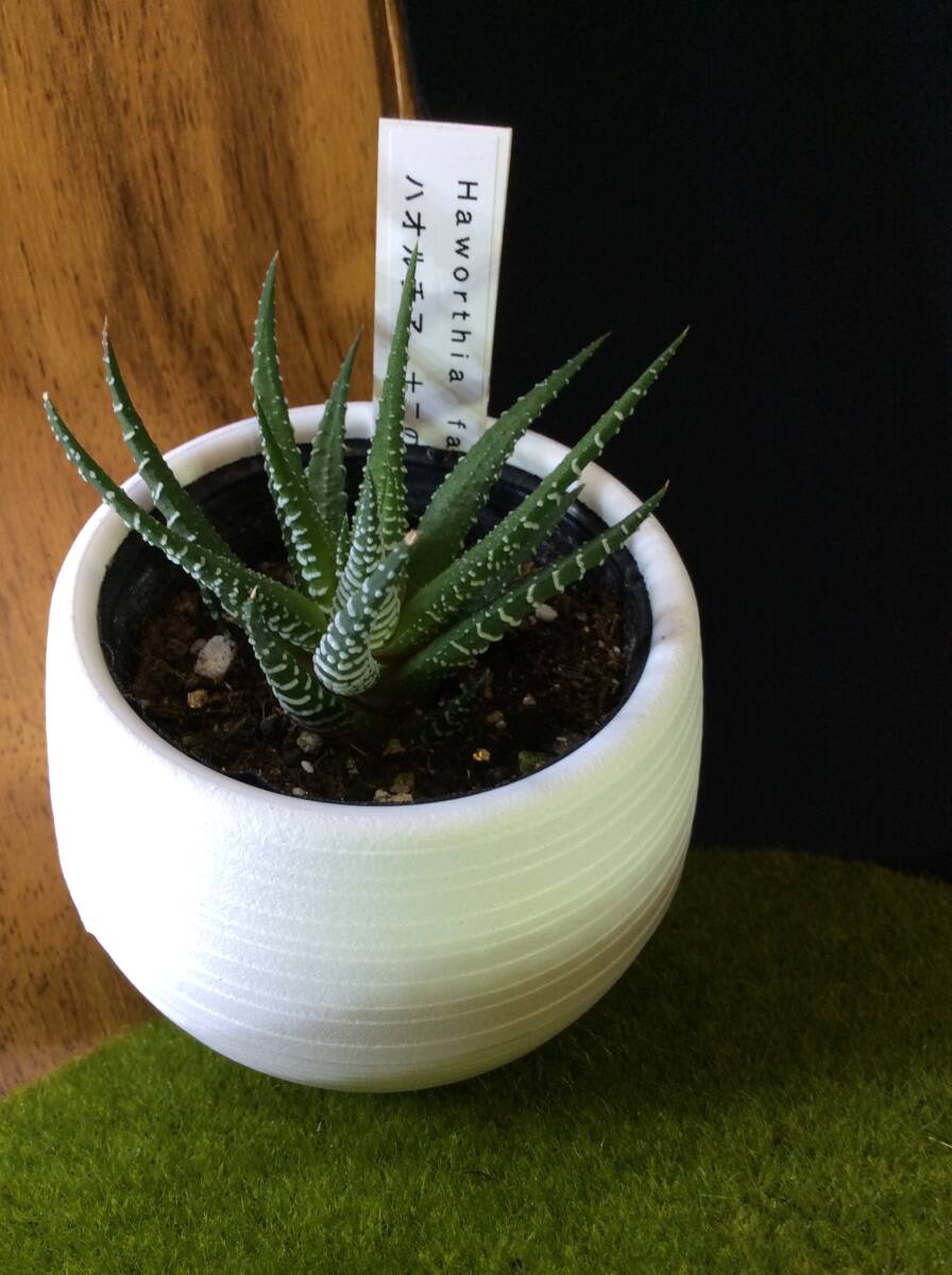 item_image_2