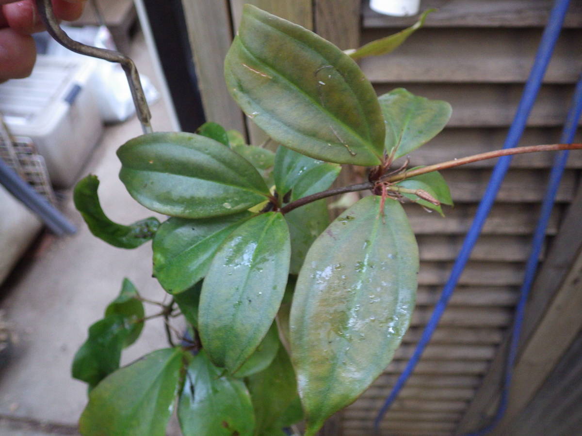 YFK2 木本　Medinilla sp(Vine). Bukidnon, Mindanao, Philippines._画像3