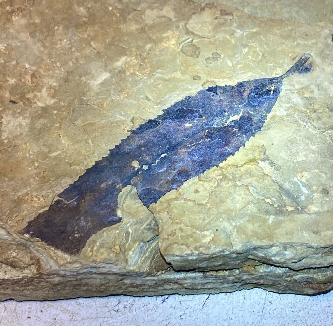 アメリカ　ユタ州産天然フォシルリーフス1401g［葉っぱの化石^ ^］_画像1