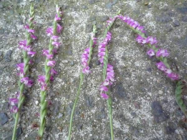 ■山野草■ネジバナ■根５本■鉢・庭植え_画像1