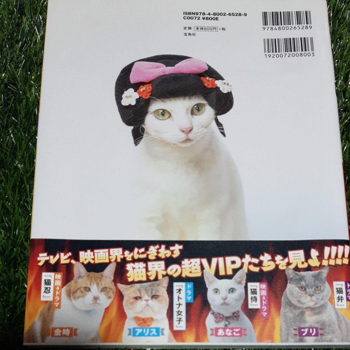 スター猫□ZOO動物プロ□ポストカード付き