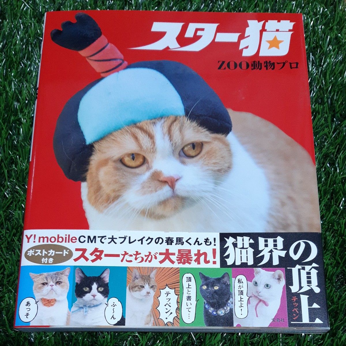 スター猫□ZOO動物プロ□ポストカード付き