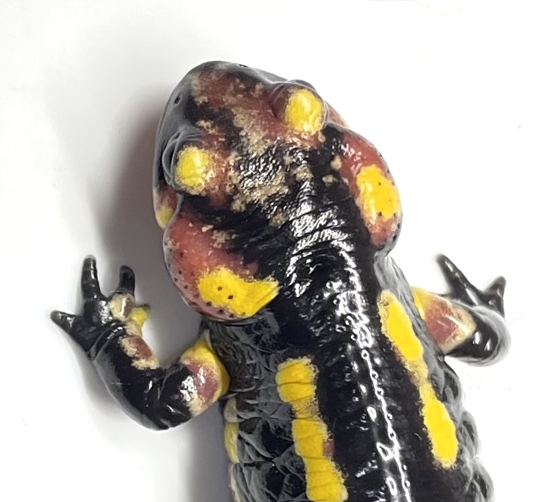 ポルトガルファイアサラマンダー ＊Coimbra産（Salamandra salamandra gallaica)-101 _画像1