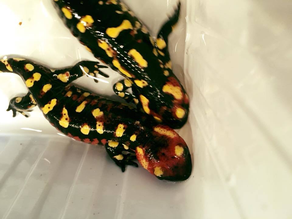 ポルトガルファイアサラマンダー ＊Coimbra産（Salamandra salamandra gallaica)-101 _親個体（非売品）