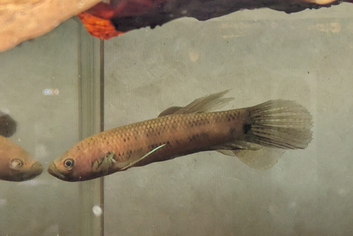  wild large kind betta * Uni ma cooler taBetta unimaculata 1 pair 