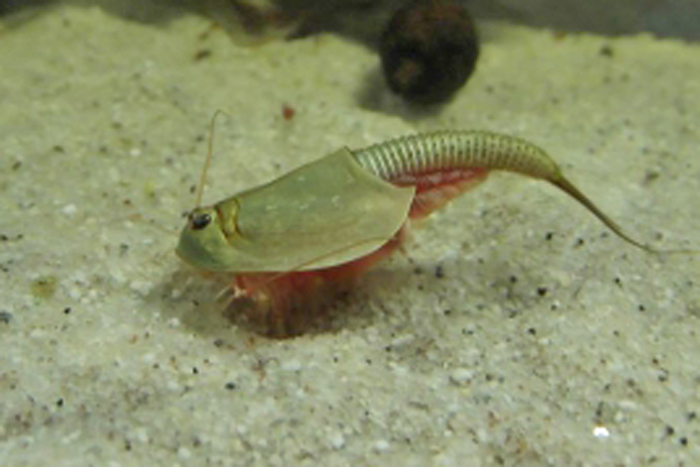 【送料無料】Triops Longicaudatus　アメリカカブトエビ　乾燥卵_画像1