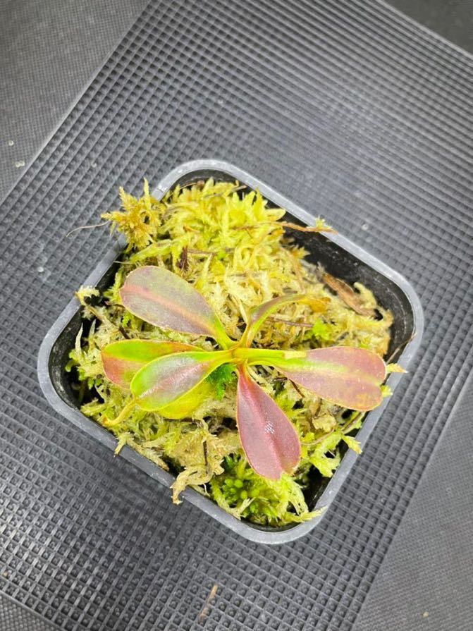 N.ephippiata seed grown ウツボカズラ Nepenthes ネペンテス 食虫植物　_画像1