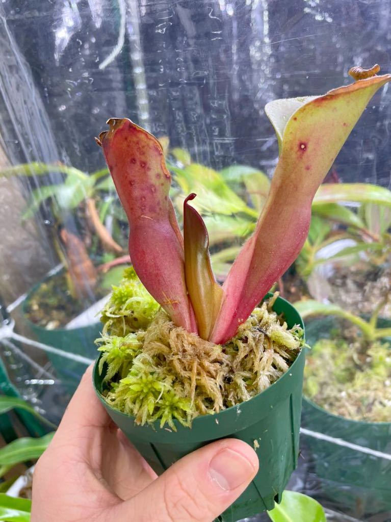 H. minor var. pilosa x macdonaldae ヘリアンフォラ　 Heliamphora 食虫植物 ネペンテス_画像1