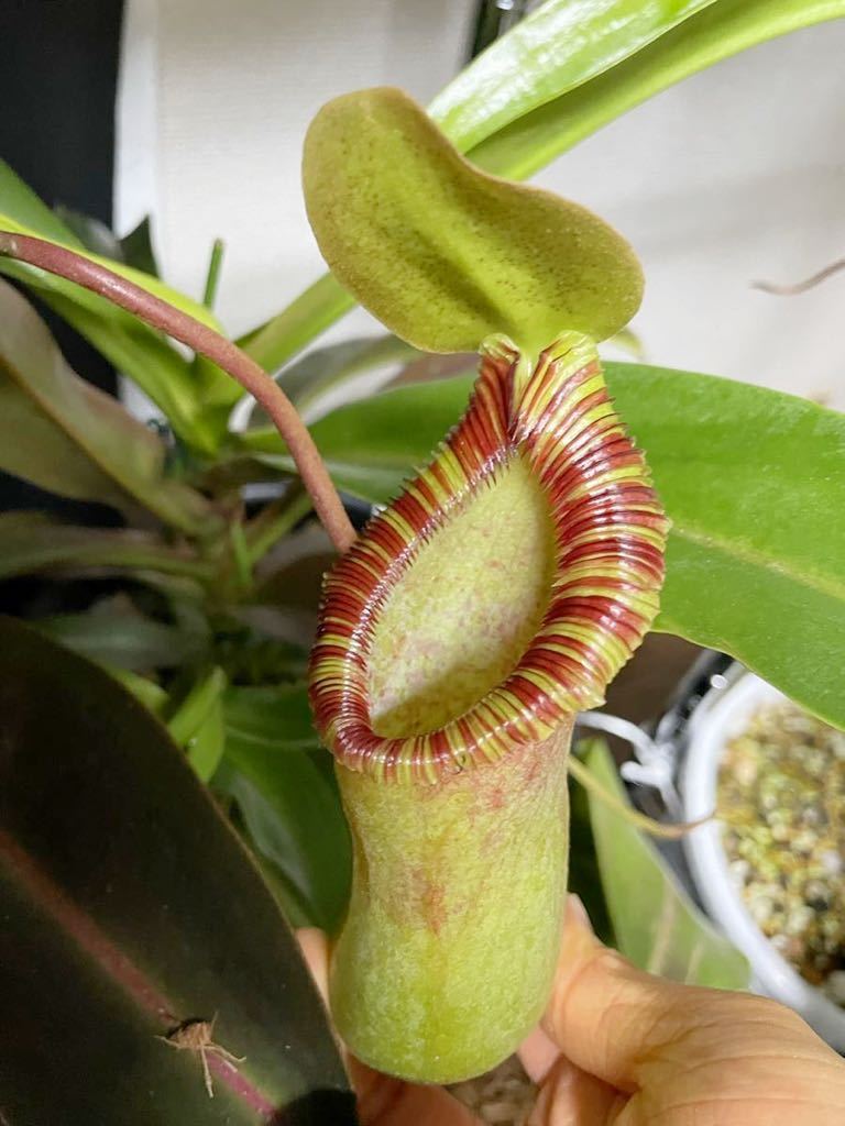 ラスト！N.(ventricosa x sibuyanensis) x xTrusmadiensis EPウツボカズラ Nepenthes ネペンテス 食虫植物　_画像1