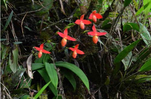 02/08 ラスト株 Phrag.besseae var.guarumales 洋蘭 フラグミ 未開花株 枝打ち多輪性_画像2