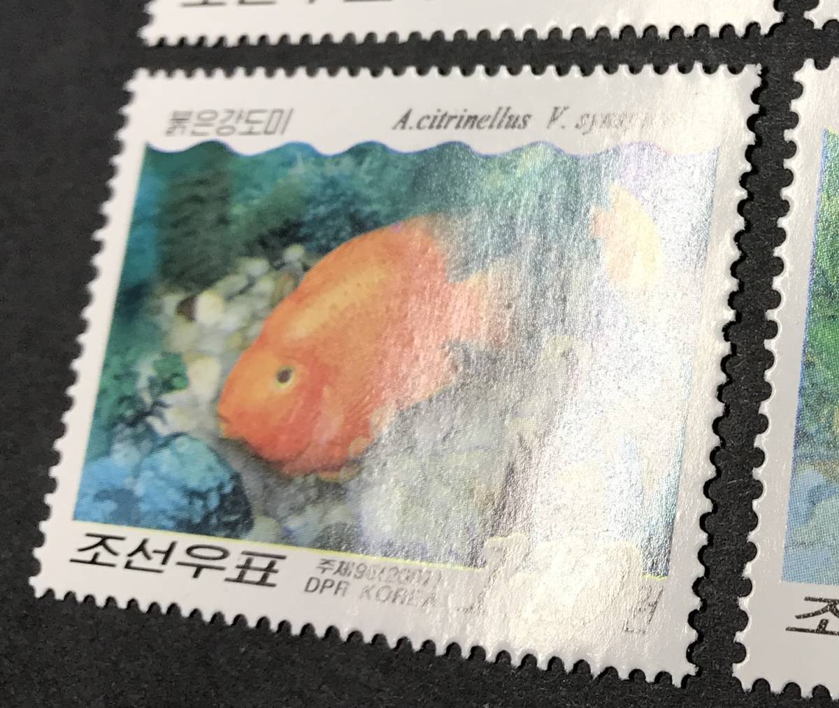 北朝鮮 2007年発行 魚 切手 未使用 NH_画像7