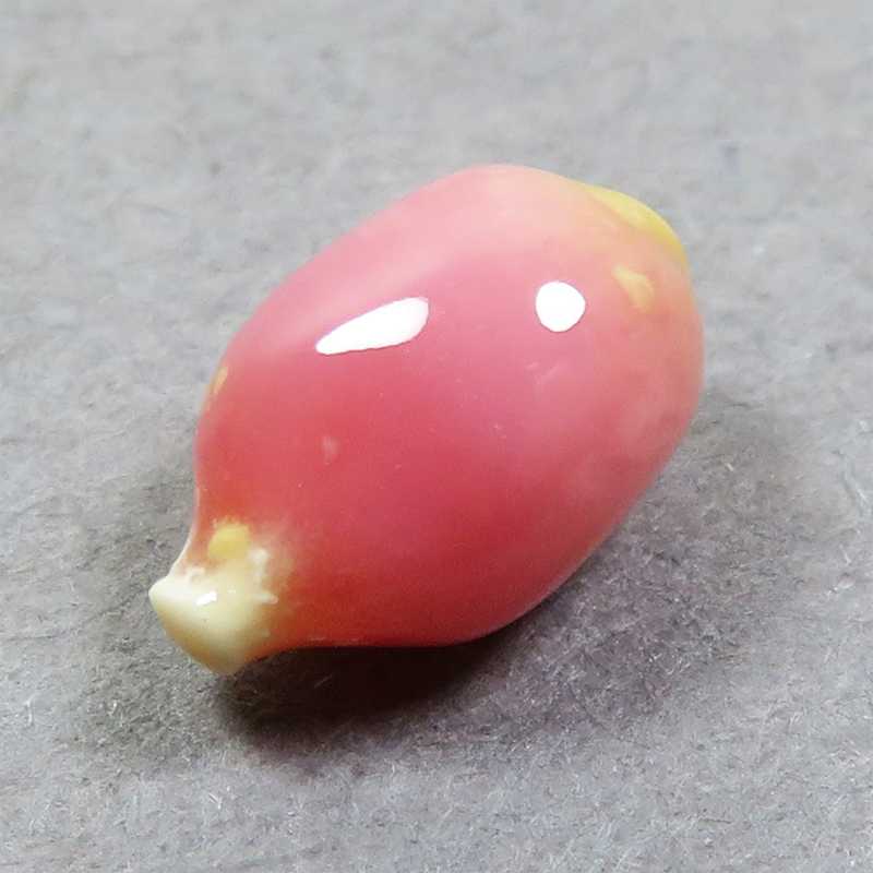 【冬バーゲン★特別送料無料!】 《1ctup》コンクパール(conch pearl) ルース(1.30ct) 真珠