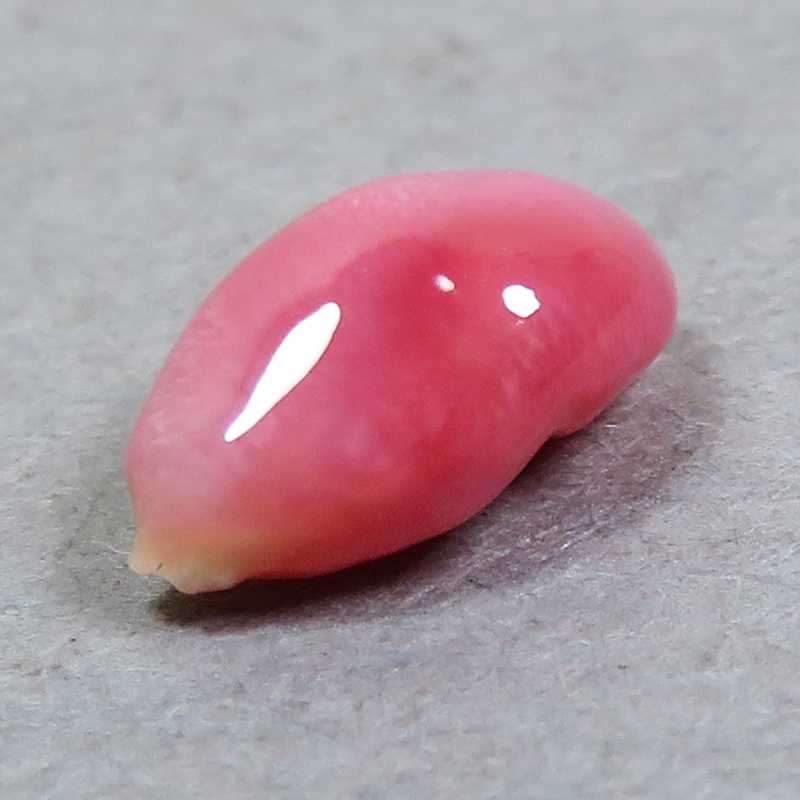 【希望者のみラッピング無料】 コンクパール(conch ルース(0.79ct) pearl) 真珠