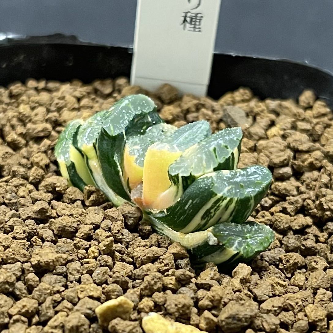 多肉植物　ハオルチア　玉扇斑入り種　咲耶錦　_画像2