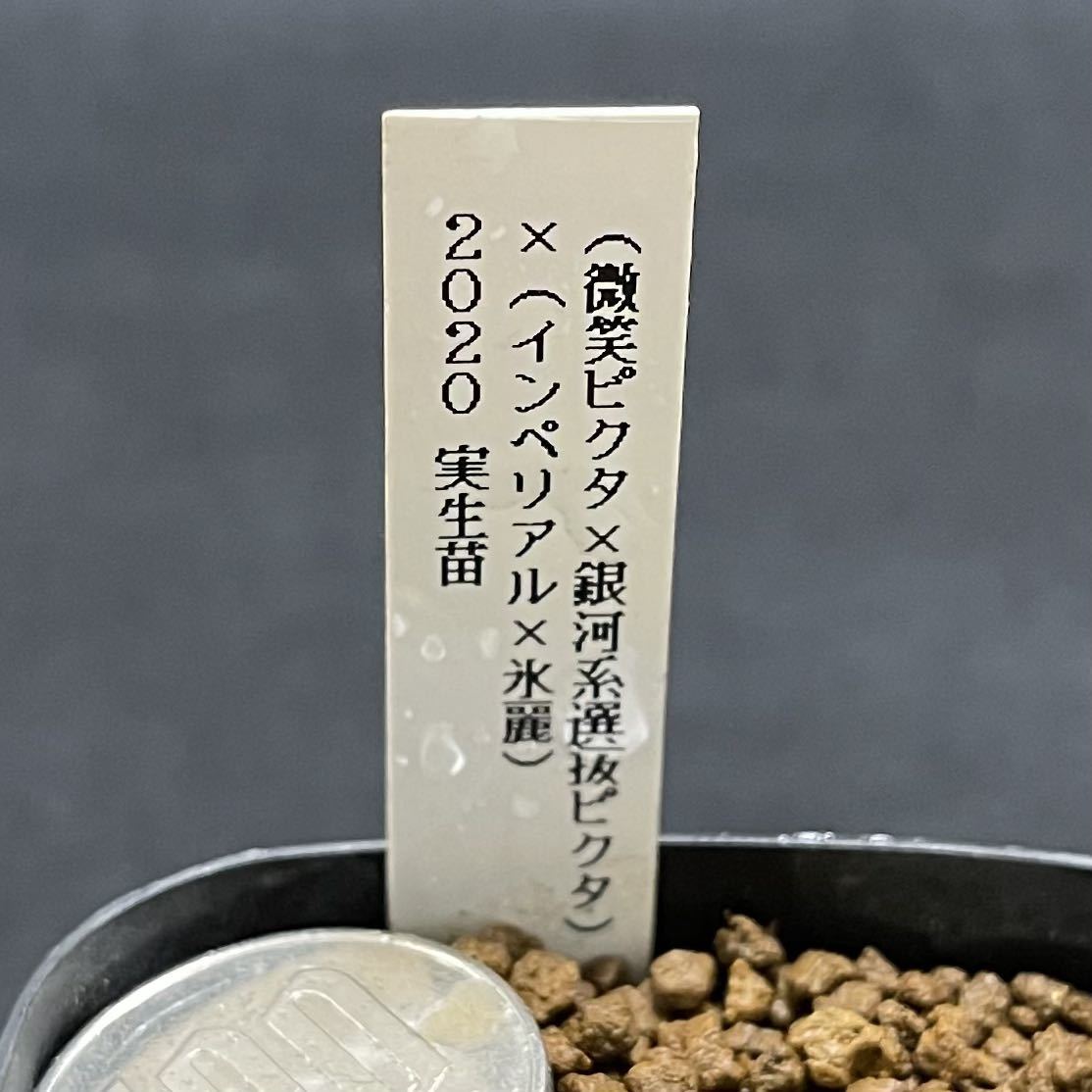 多肉植物　ハオルチア　(微笑ピクタ×銀河系選抜ピクタ)×(インペリアル×氷麗) 2020年オリジナル実生苗_画像3