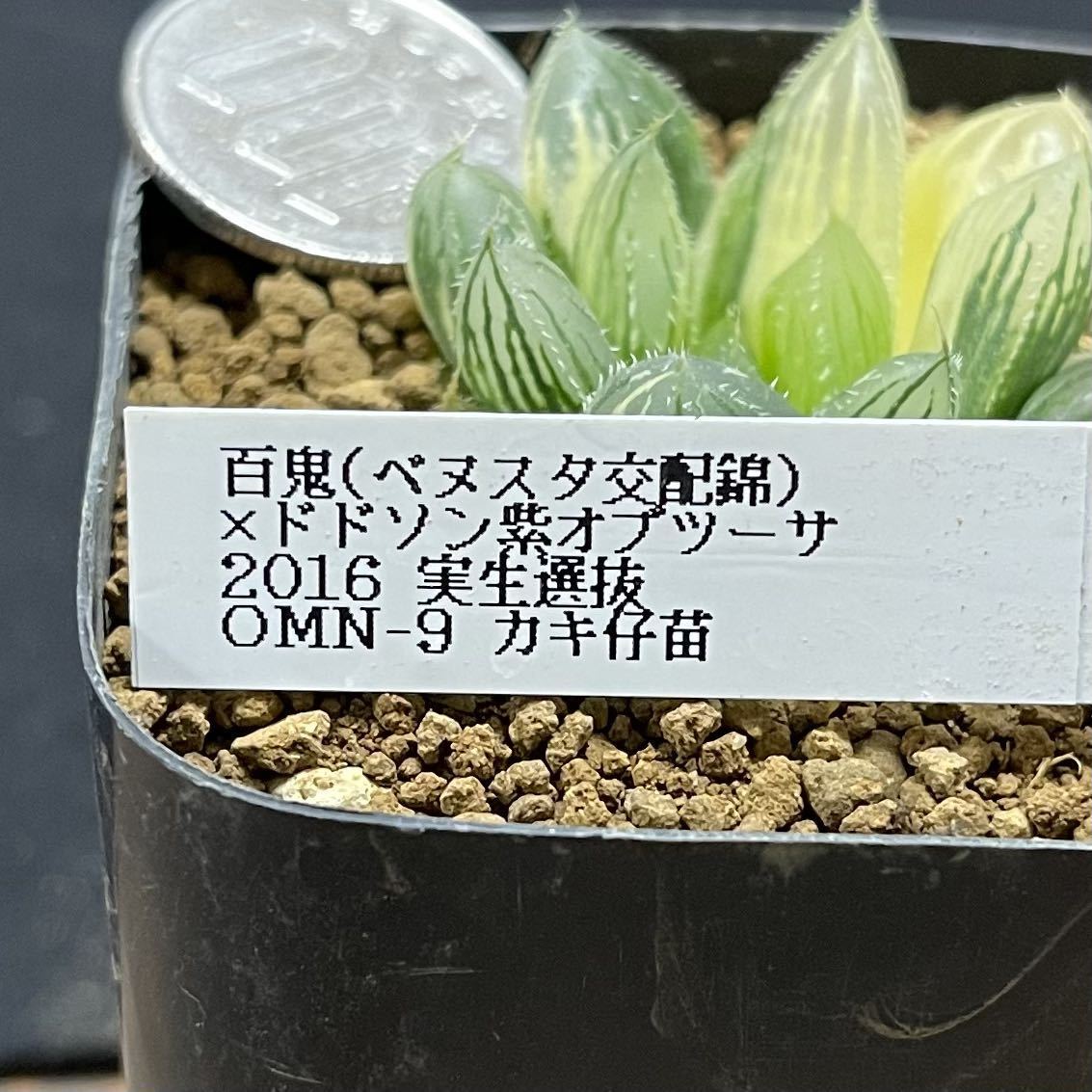 多肉植物　ハオルチア　百鬼×ドドソン紫オブツーサ　2016実生選抜錦　OMN-9_画像7