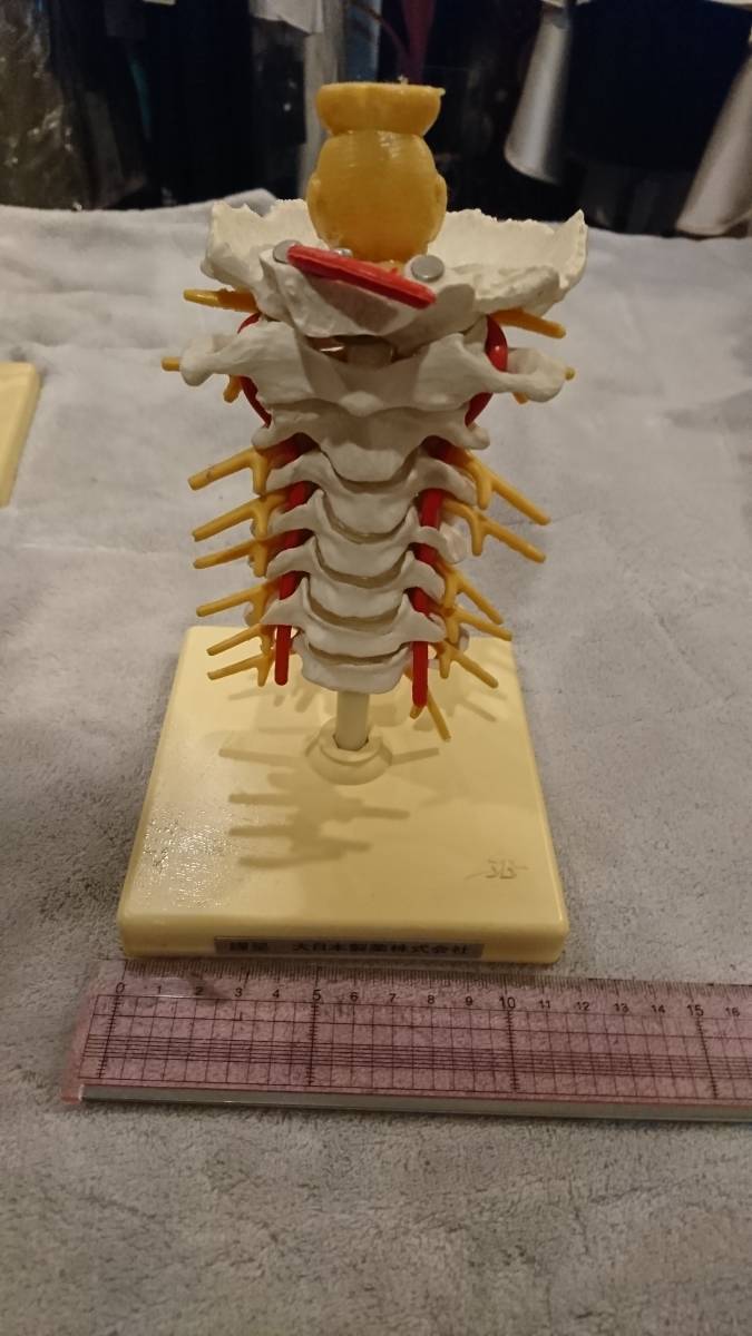 人体模型13点セット 医療教育ツール 医療用 医療 整形外科 整体 整骨院 接骨院_画像5