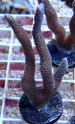 No.3 Montipora samarensis SPS|SPS ハードコーラル　アクアスタイルユー サンゴ 通販 販売 ASY_画像1