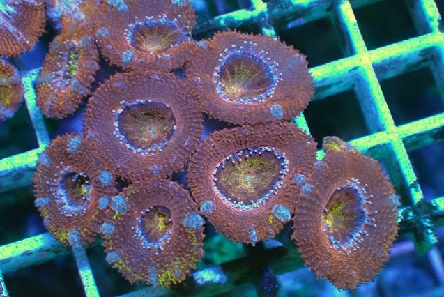No.7　オーストラリア産カクオオトゲキクメイシ|ハードコーラル プクプク系 アクアスタイルユー サンゴ 通販 販売 ユラユラ ASY_画像2