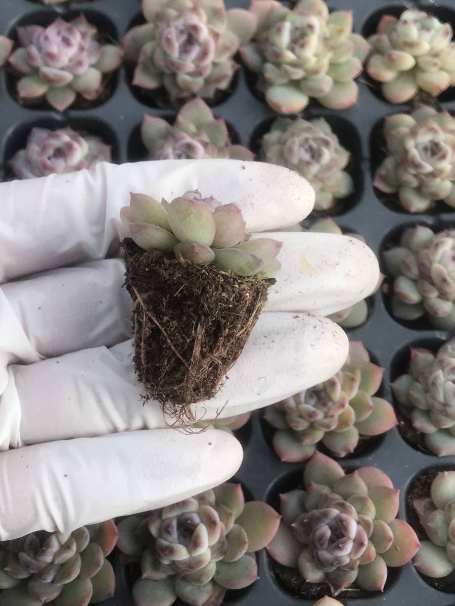 128株 Q909-4多肉植物 エケベリア 飴心 超美苗 サボテン 観葉植物 花 園芸　レア種 土と根付きで_画像2