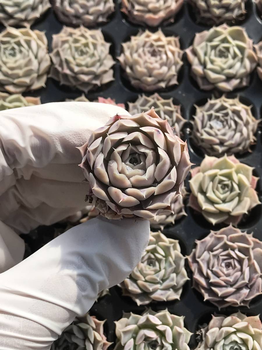 128株 Q828-1多肉植物 エケベリア 海漠板球 超美苗 サボテン 観葉植物 花 園芸　レア種 土と根付きで_画像1