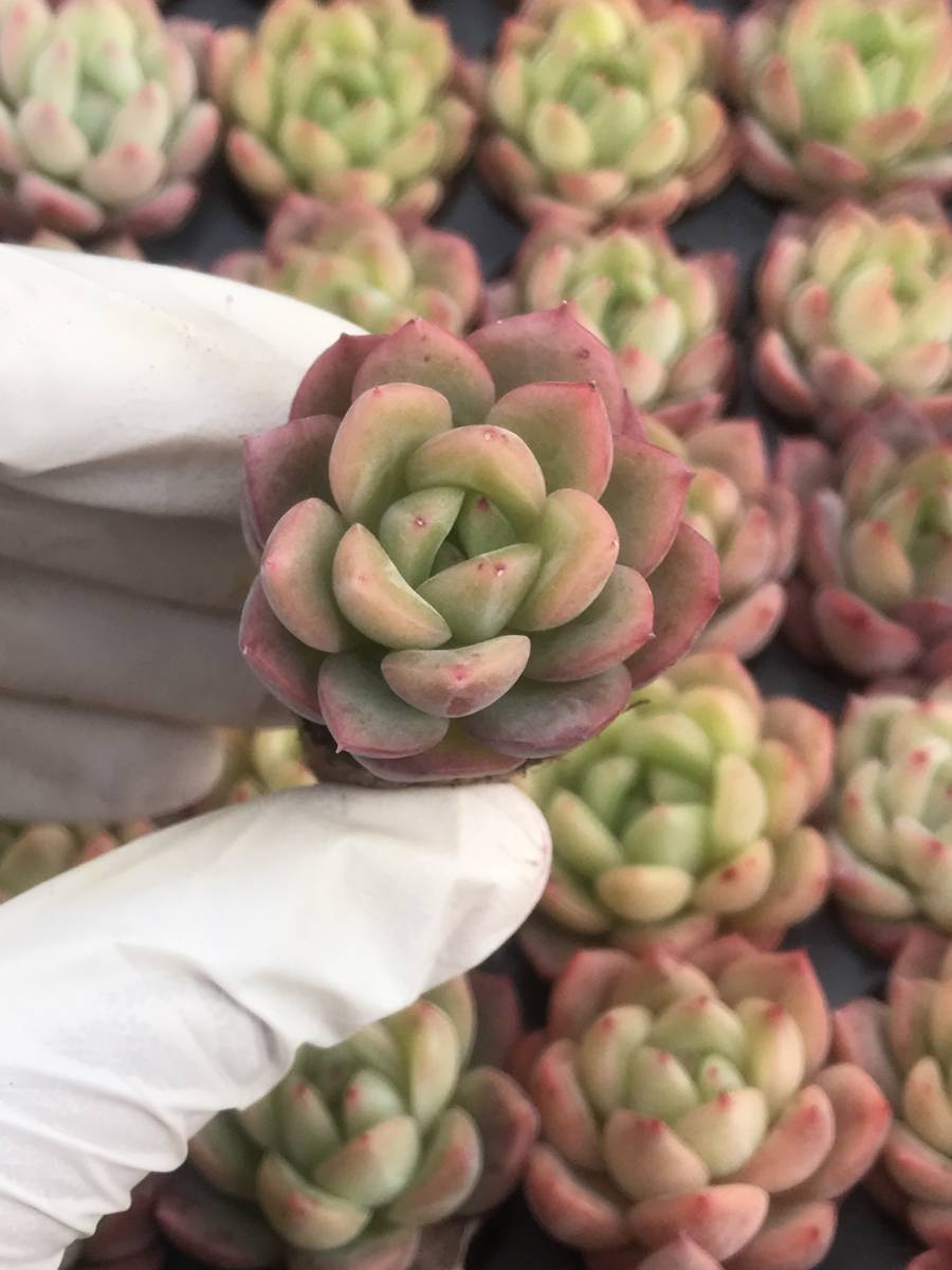 128株 Q906-1多肉植物 エケベリア 幻ボール 超美苗 サボテン 観葉植物 花 園芸　レア種 土と根付きで_画像1