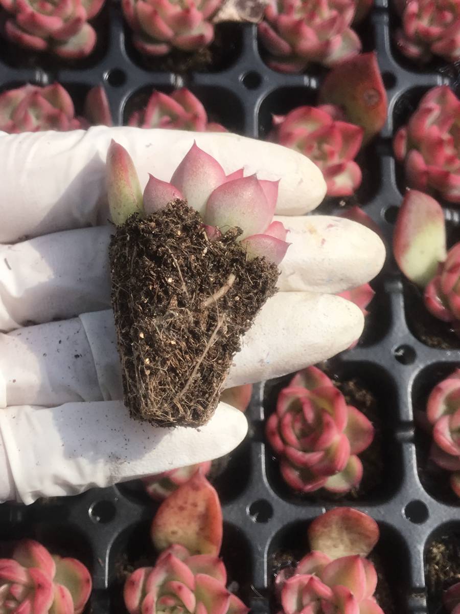 105株 Q925-1多肉植物 エケベリア フロレアンナ 超美苗 サボテン 観葉植物 花 園芸　レア種 土と根付きで_画像2