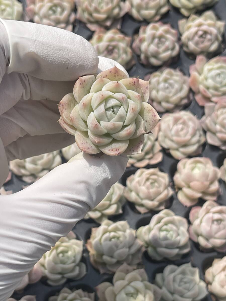 128株　S95-2　多肉植物 エケベリア　　 シェワ　　　超美苗 サボテン 観葉植物 花 園芸　レア種 土と根付きで_画像1