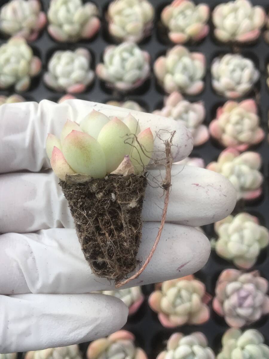 128株 R602-1多肉植物 エケベリア 玉蝶 超美苗 サボテン 観葉植物 花 園芸　レア種 土と根付きで_画像2