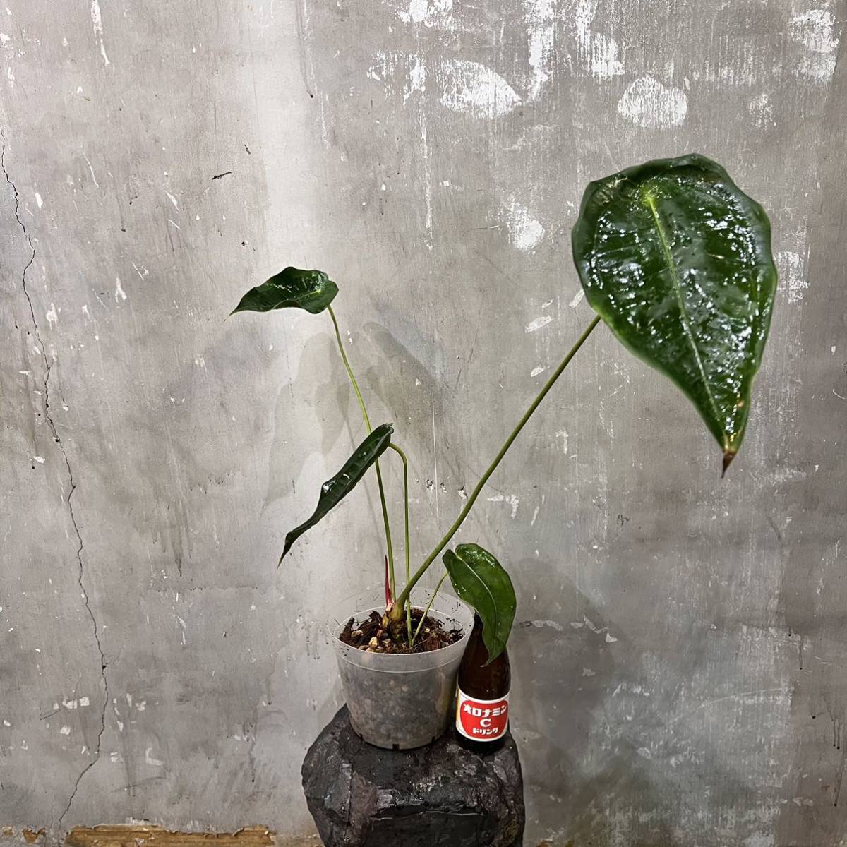 Anthurium peltigerum — Ecuagenera USA Corp