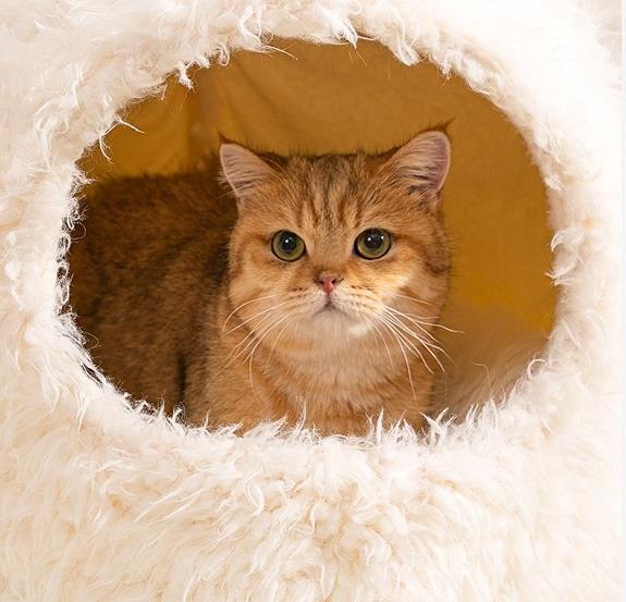  домашнее животное bed домашнее животное подушка домашнее животное диван нежный .... мягкий теплый защищающий от холода холод . меры ... собака для кошка для домашнее животное house 25