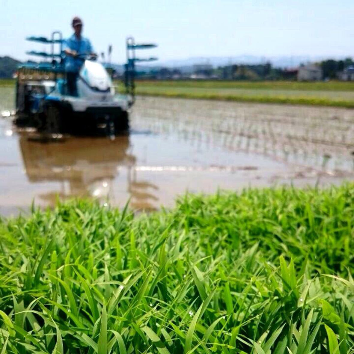 令和5年産　コシヒカリ・新潟県認証特別栽培米　白米か玄米5キロ 1個　色彩選別済26_画像7