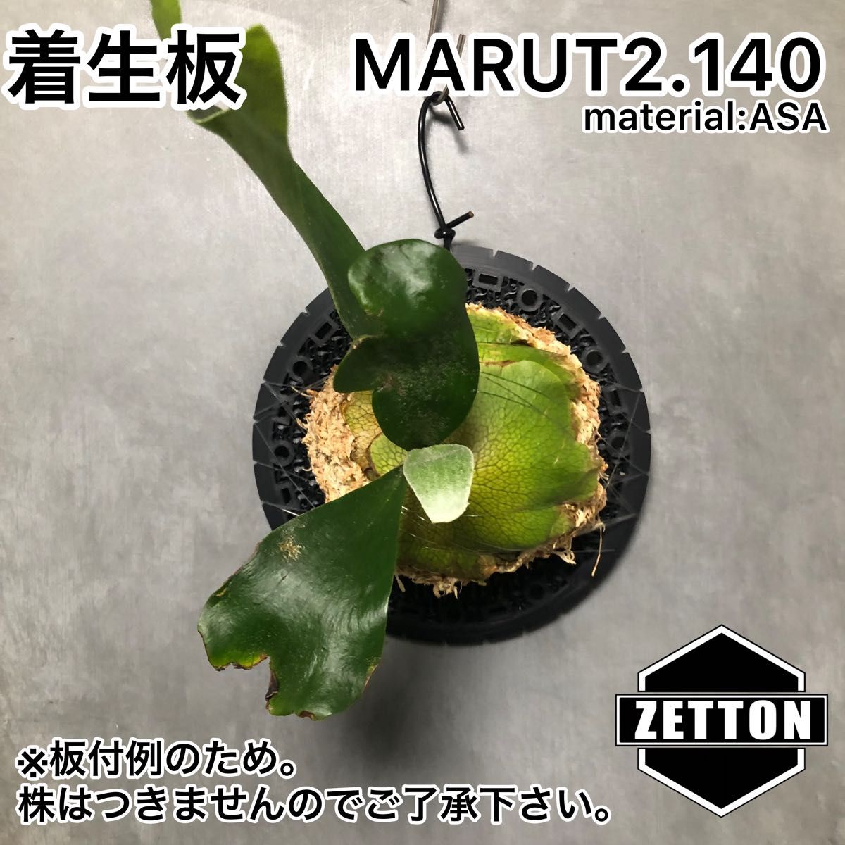 着生板　【MARUT2.140】黒　ビカクシダ　壁掛け　板付