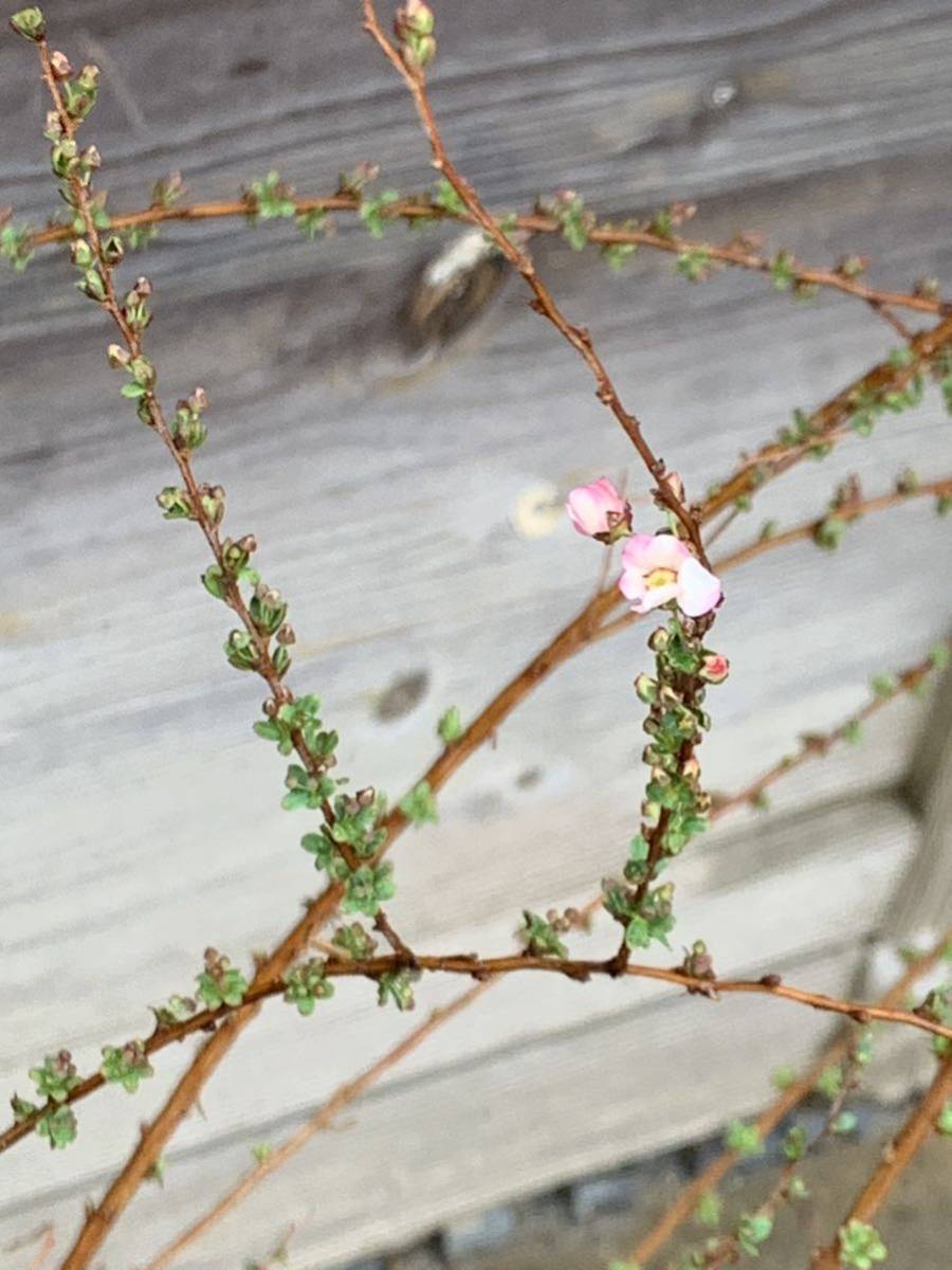 現品発送　ピンクユキヤナギ　大きな株立ち　ピンク花　雪柳　赤花　落葉樹　暑さ寒さに強い　切花にも　3_2月21日撮影。