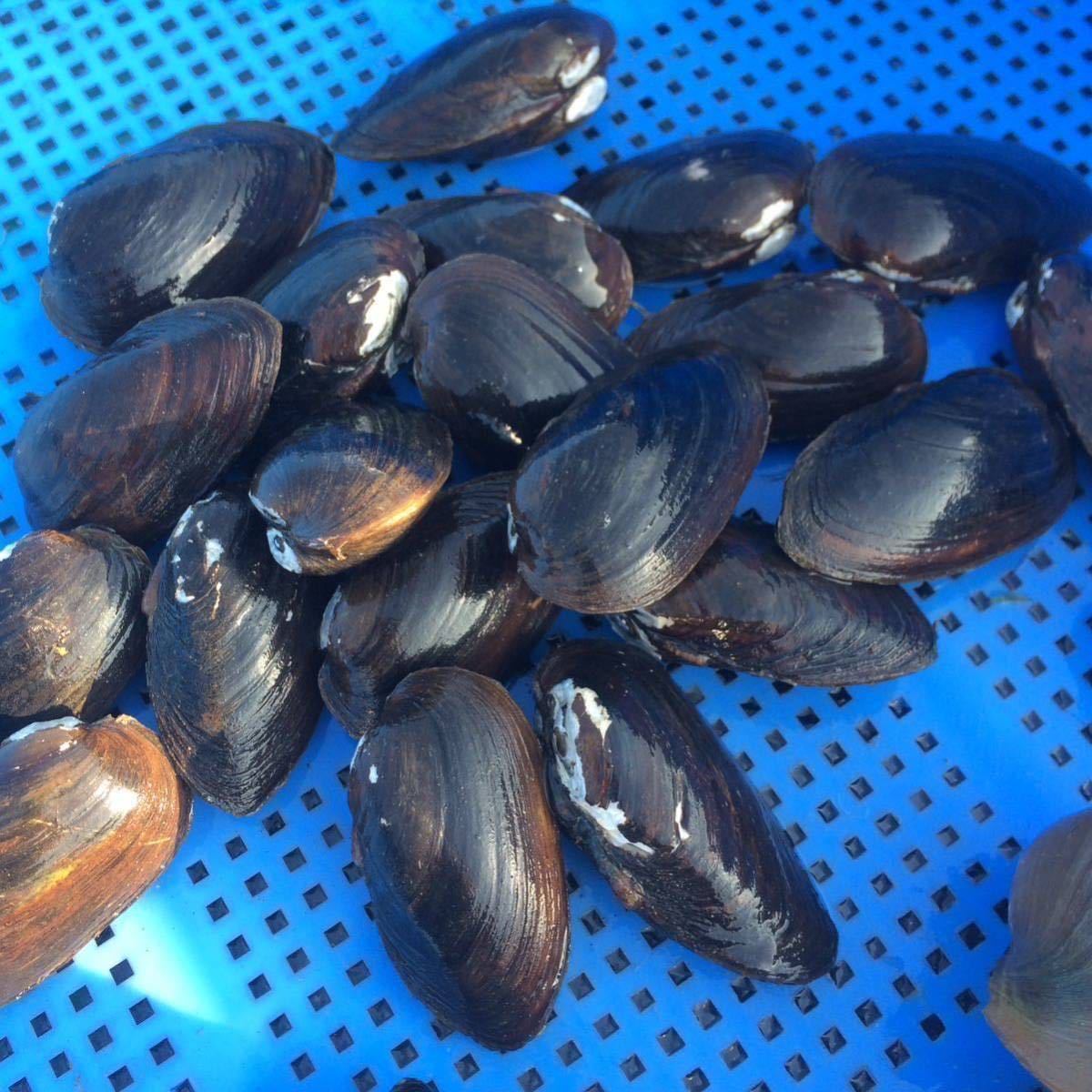 琵琶湖産イシガイ50匹　タテボシ　タナゴ　産卵　母貝、_画像1