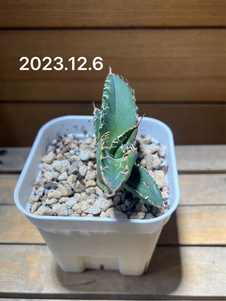 発根済み 子株販売 スーパーチタノタ アガベ agave super 発根済み 子株販売 スーパーチタノタ アガベ agave super