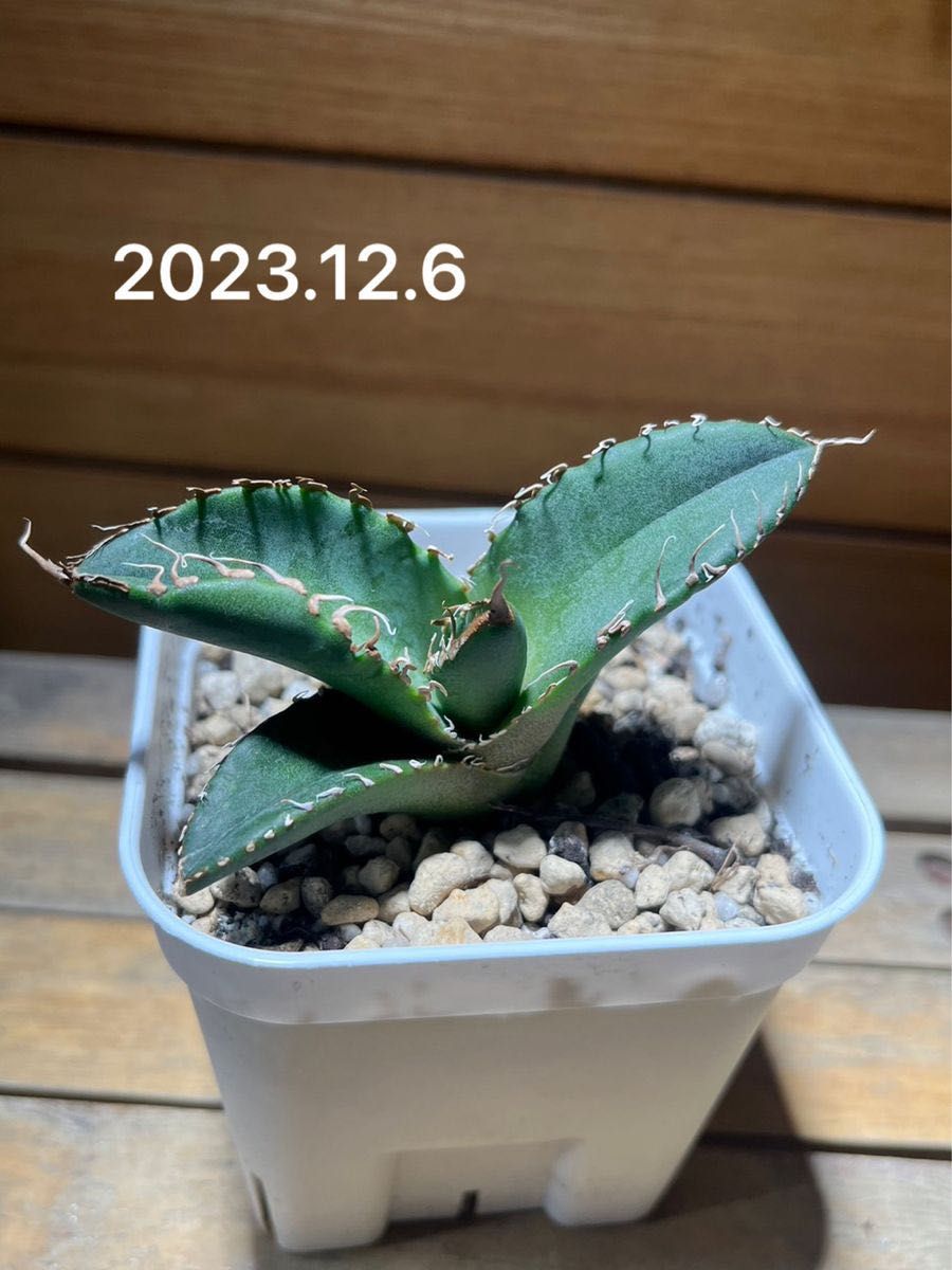 発根済み 子株販売 スーパーチタノタ アガベ agave super 発根済み 子株販売 スーパーチタノタ アガベ agave super