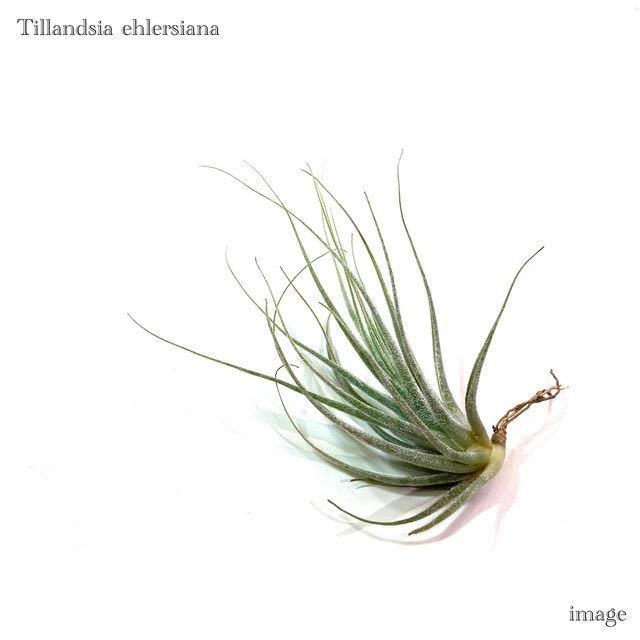 chi Ran jiae-rerusi hole S size ( air plant ti Ran jiaehlersiana)