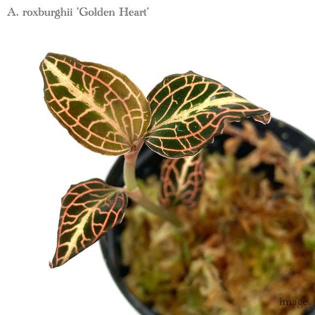 アネクトキルス ロクスバーギー 'ゴールデンハート' (ジュエルオーキッド 宝石蘭 Anoectochilus roxburghii 'Golden Heart')_画像1