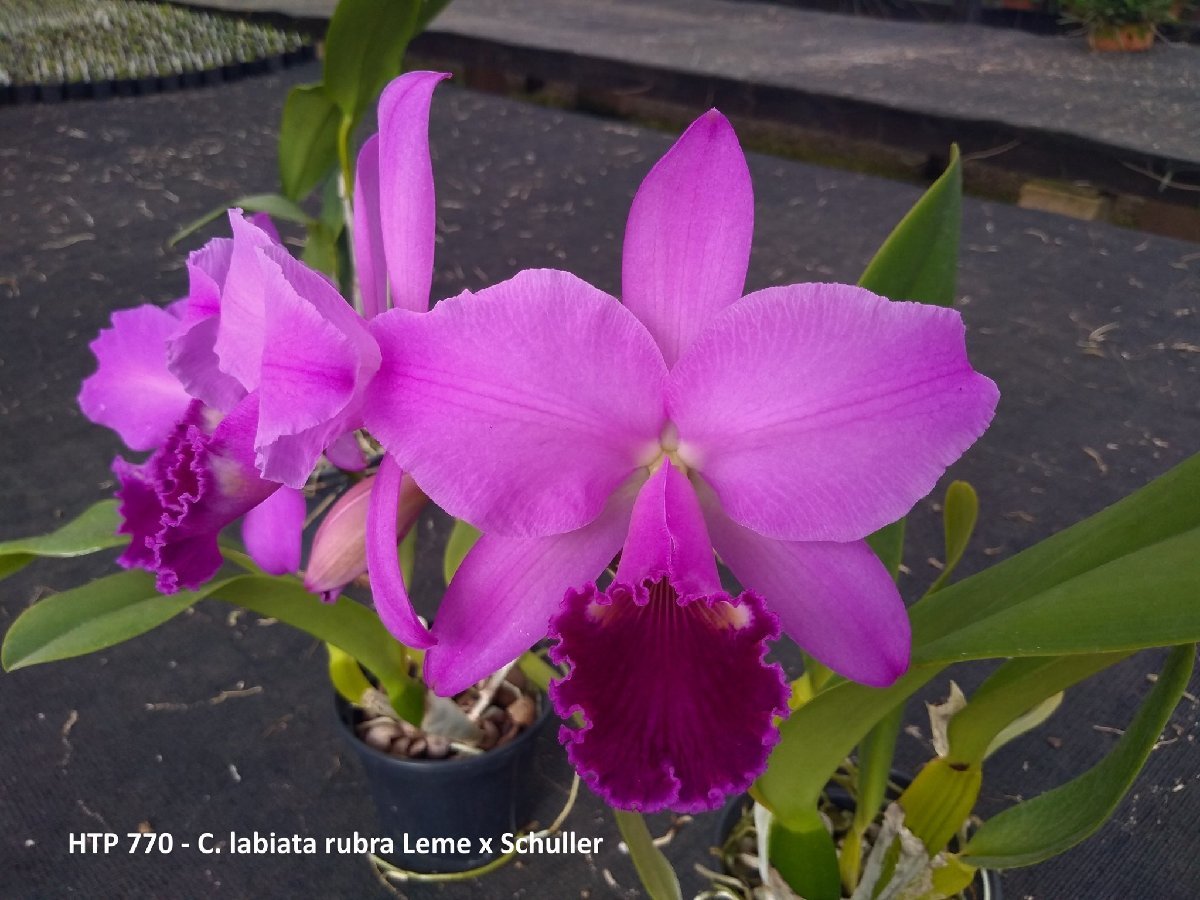 C. labiata rubra x sib HTP770 ('Leme' x 'Schuller') 洋蘭 原種_画像1