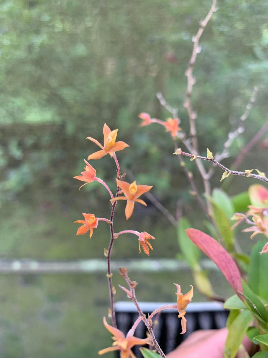 Epidendrum avicula 洋蘭 原種_画像1