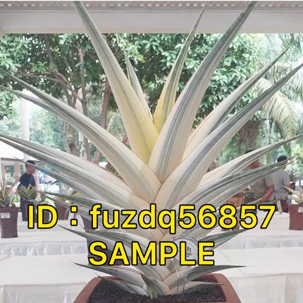 Yahoo!オークション - 【S278】ついに入荷 【SS級 超希少株 Yahoo!オークション - 【S278】ついに入荷 【SS級 超希少株