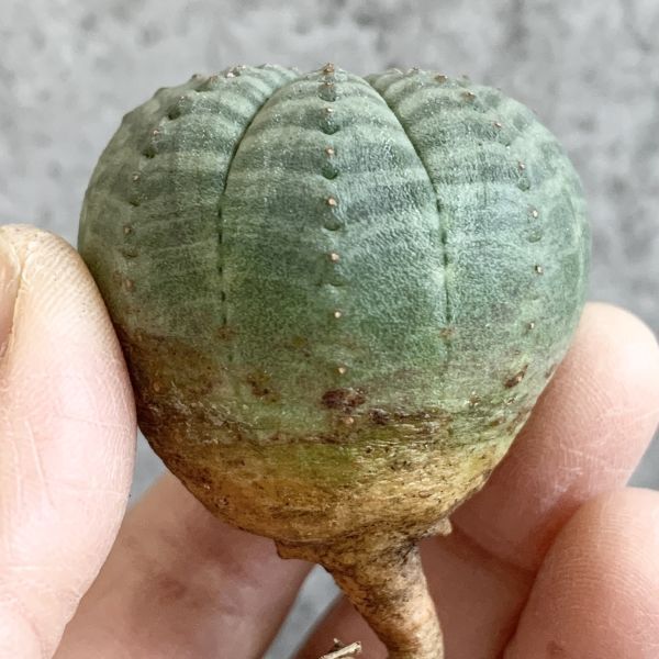 【B4650】【選抜株】ユーフォルビア オベサ Euphorbia obesa ( 検索 アガベ 塊根植物 多肉植物 )_画像2