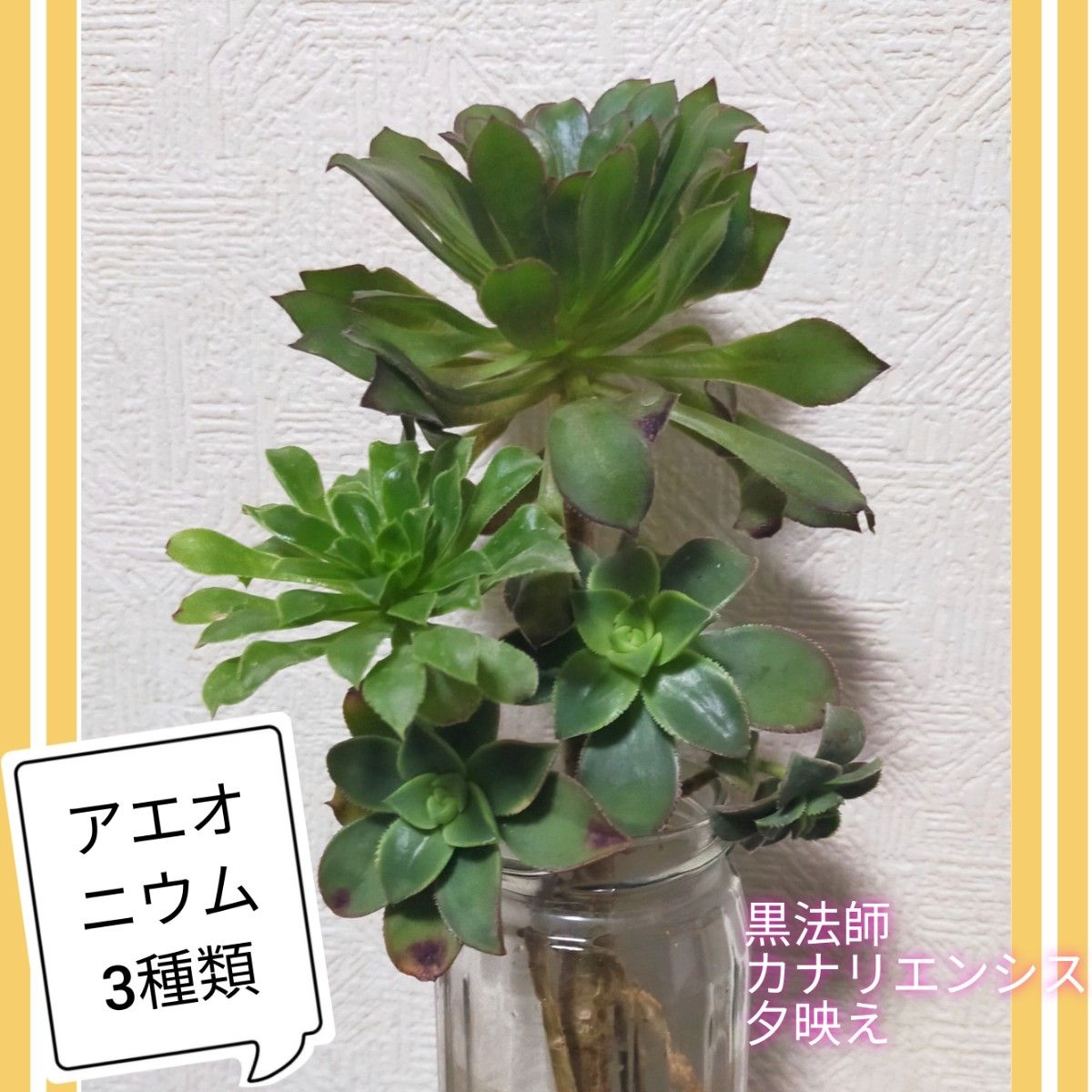おまとめ割引セット専用 多肉植物 アエオニウム 3種類 カット苗 おまとめ割引セット専用 多肉植物 アエオニウム 3種類 カット苗