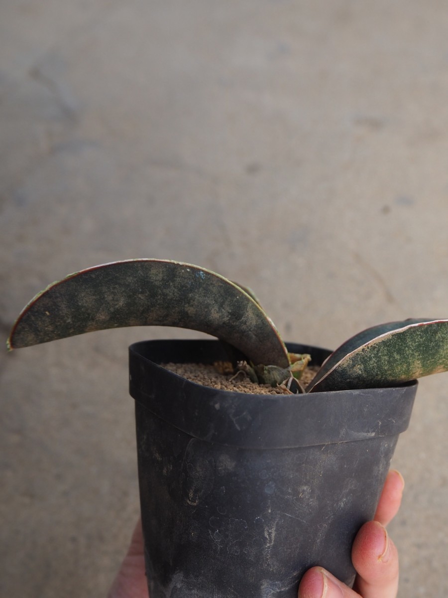 サンスベリア サンセベリア ピンクバット Sansevieria hallii Pink Bat 多肉植物_画像4