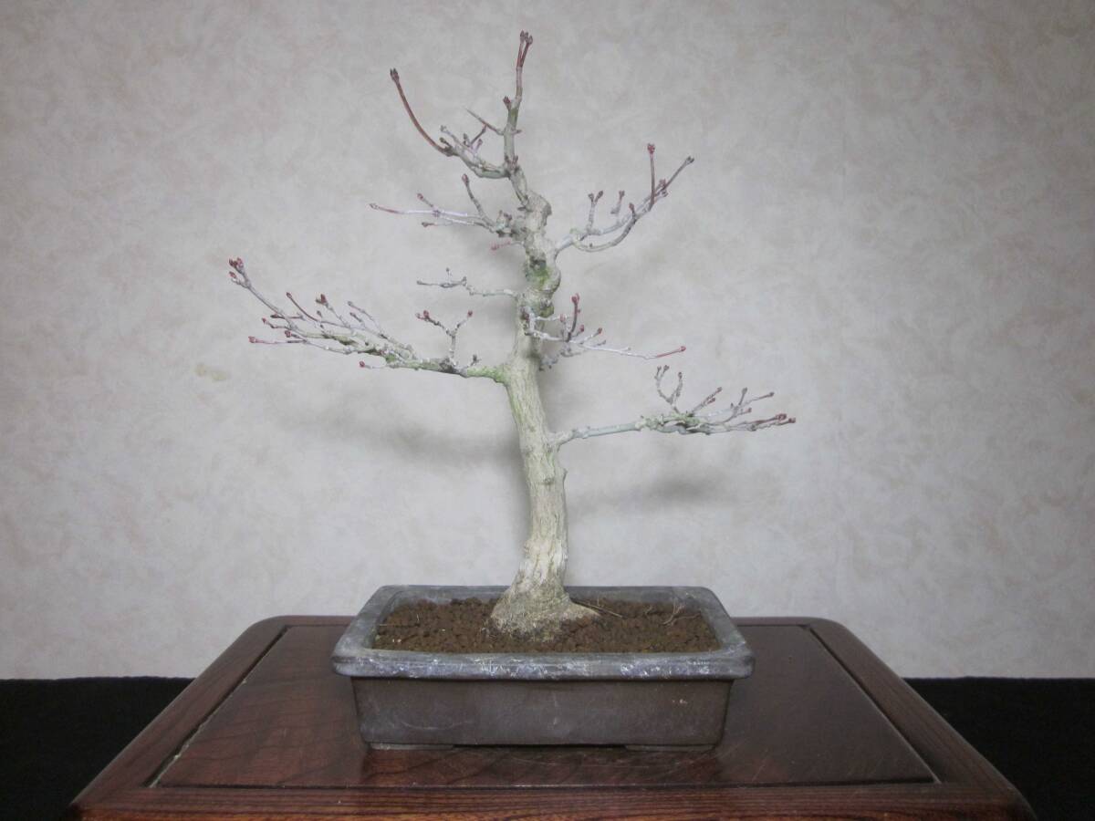 rare old tree feeling on . mountain maple yamamomiji root trim is good underfoot manner . exist light pattern tailoring bring-your-own. . manner bonsai height of tree 28 centimeter ( ground . from 24 centimeter ) angle pot 