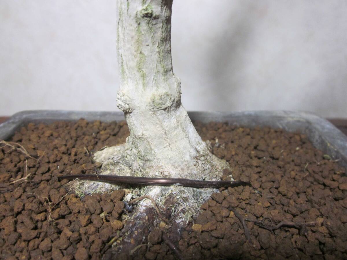  rare old tree feeling on . mountain maple yamamomiji root trim is good underfoot manner . exist light pattern tailoring bring-your-own. . manner bonsai height of tree 28 centimeter ( ground . from 24 centimeter ) angle pot 