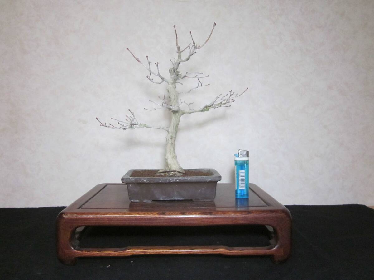  rare old tree feeling on . mountain maple yamamomiji root trim is good underfoot manner . exist light pattern tailoring bring-your-own. . manner bonsai height of tree 28 centimeter ( ground . from 24 centimeter ) angle pot 