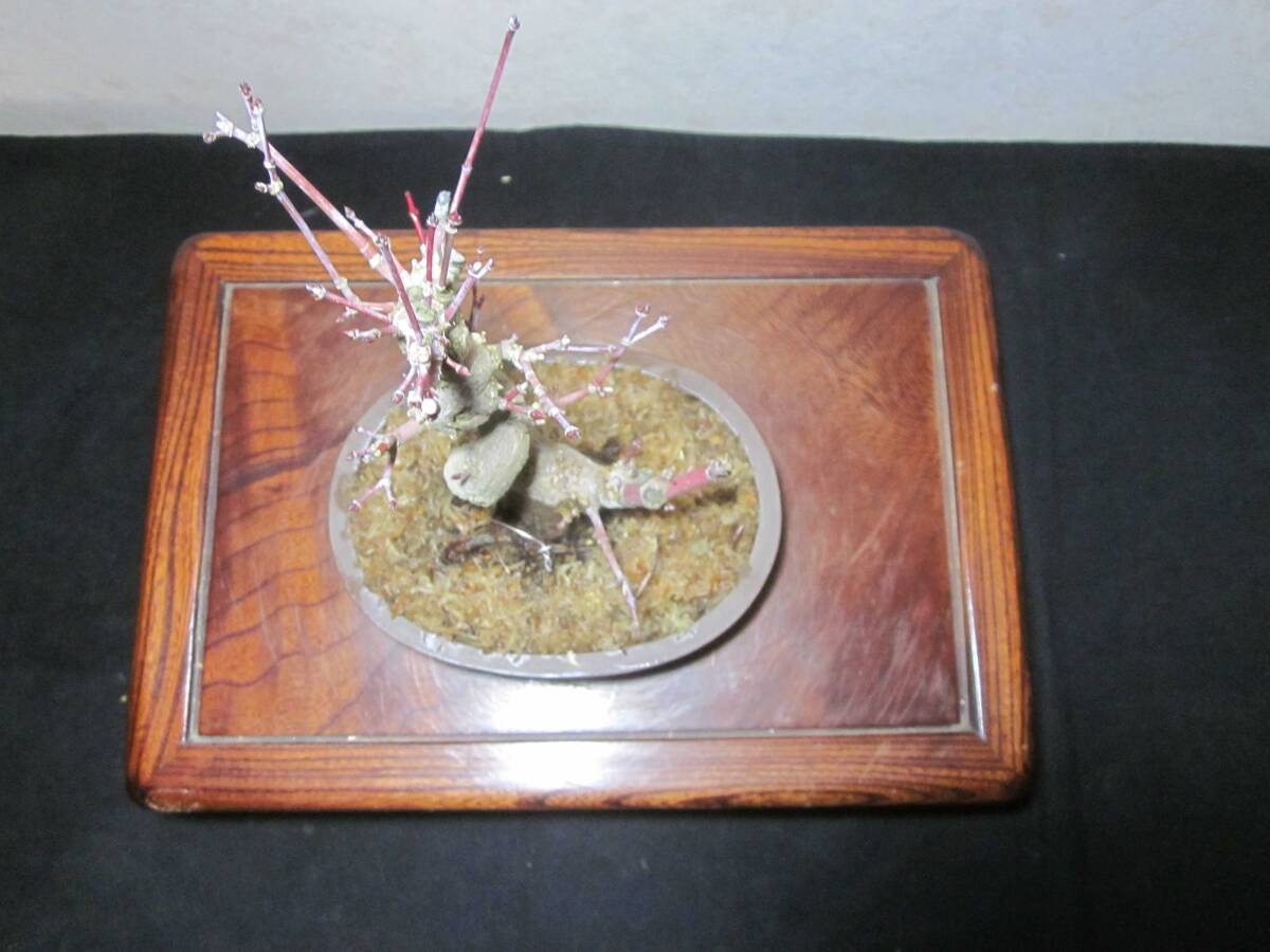  old tree feeling on . mountain maple yamamomiji root trim is good underfoot manner . exist writing person style. pattern tree bring-your-own. shohin bonsai height of tree 24 centimeter ( ground . from 19 centimeter ) ellipse pot 