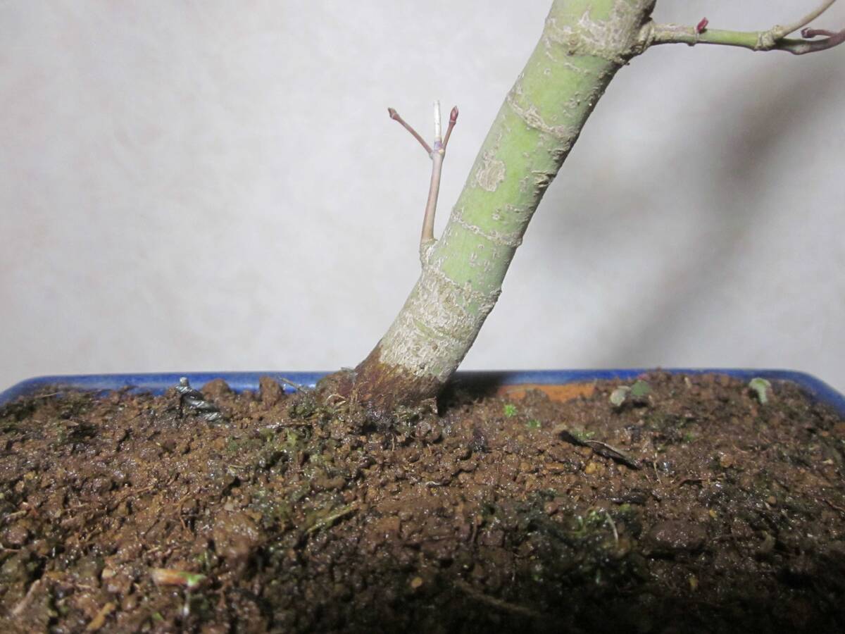  rare rare article .... pattern mountain maple yamamomiji manner .. writing person tree bring-your-own. . manner bonsai height of tree 43 centimeter ( ground . from 37 centimeter )